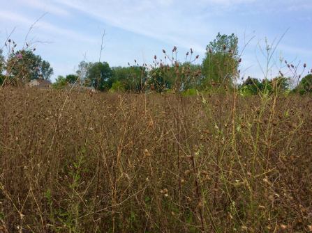 11951893_10207964513217224_8723877618343926201_n