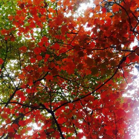 10168201_10205519276527835_6867101749092095366_n